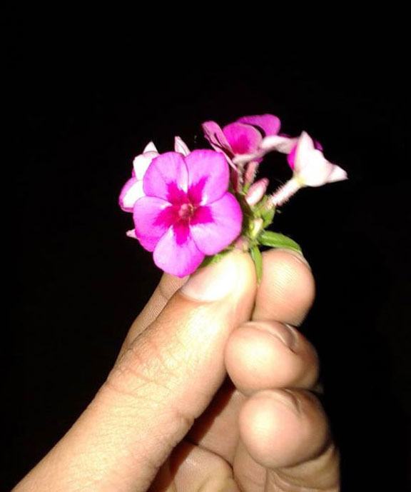 floare-daruita