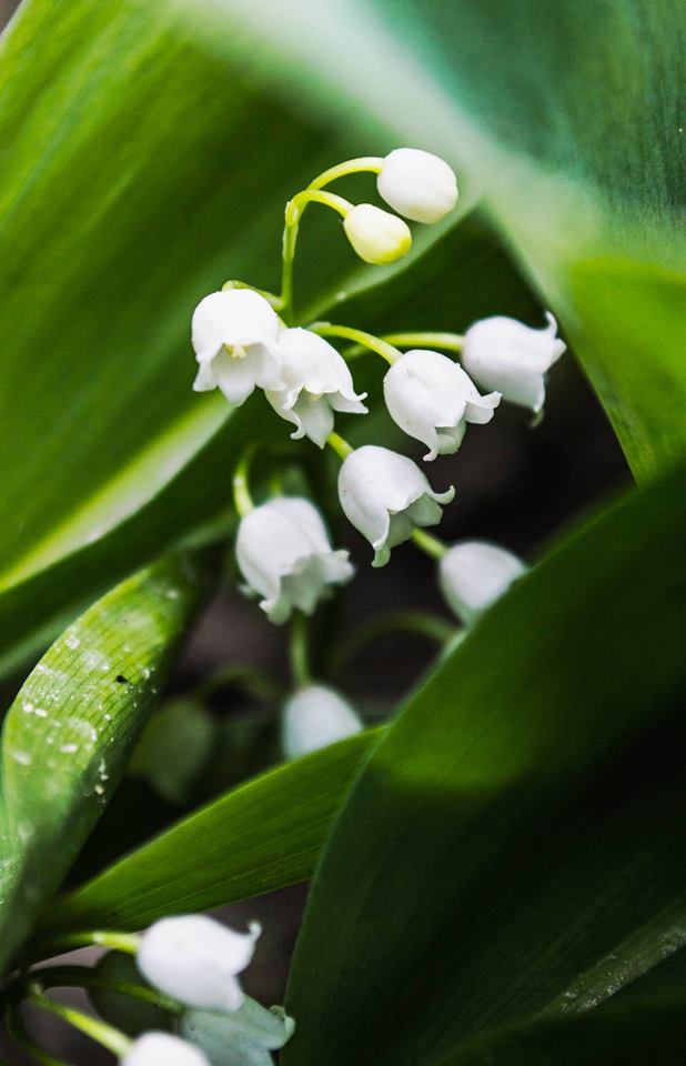 974649 707347292640759 913976071 n