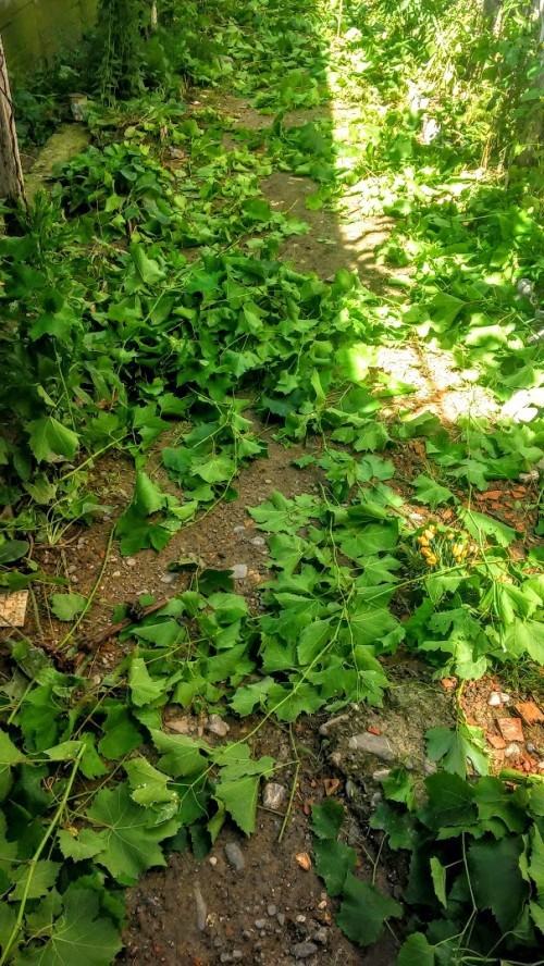 via din gradina tatei e1436438443384
