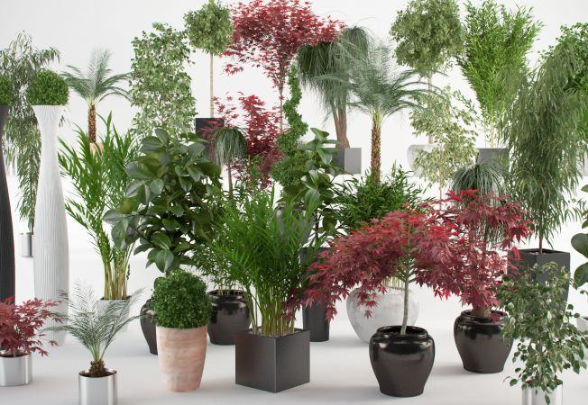 plante de apartament