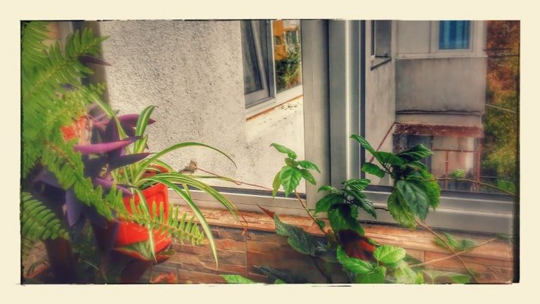 plantele din balcon