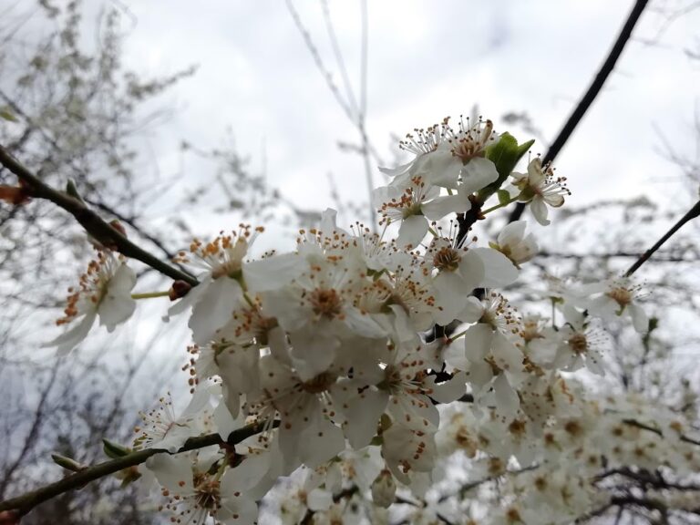 diamantul dintr o piatră