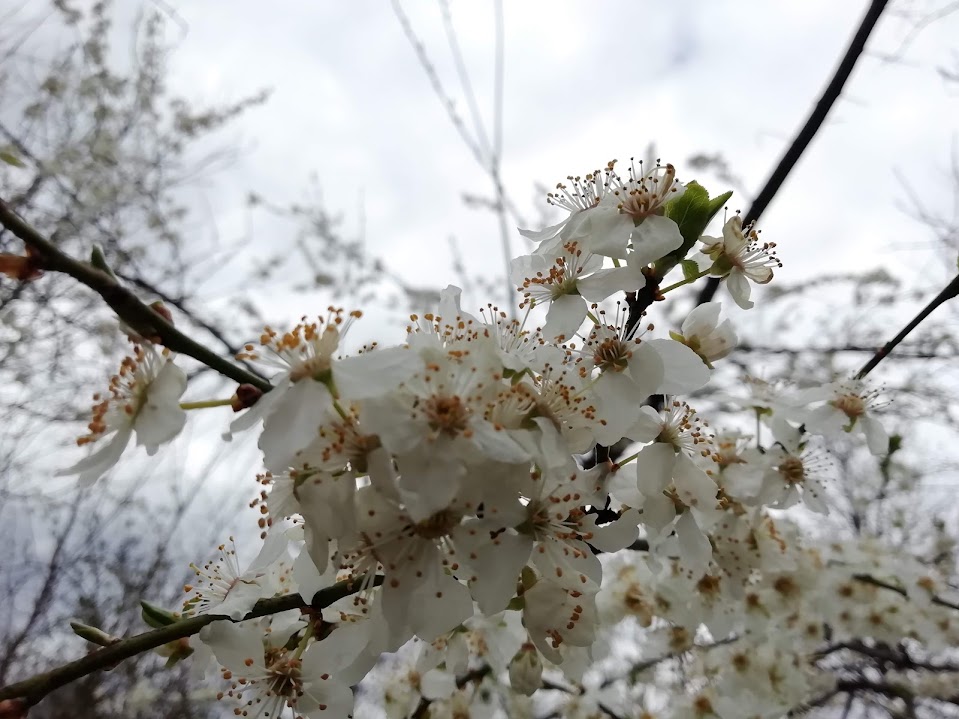 diamantul dintr o piatră